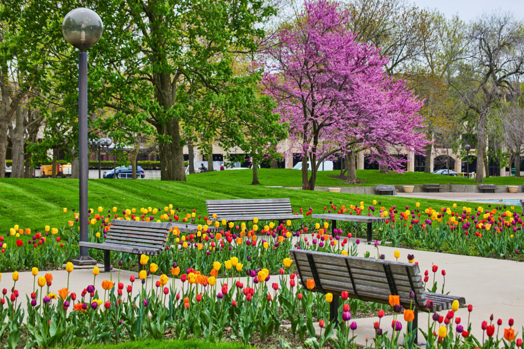 Freimann Square in downtown Fort Wayne lush with flowering spring trees and tulips.