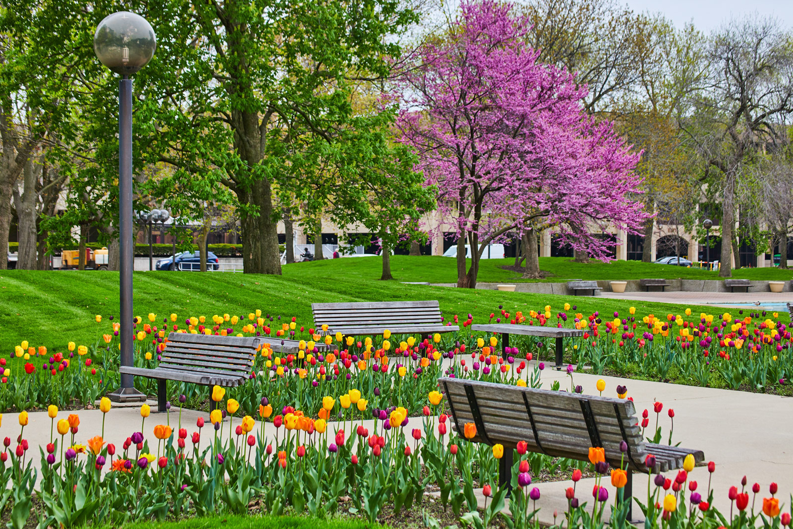 Freimann Square in downtown Fort Wayne lush with flowering spring trees and tulips.
